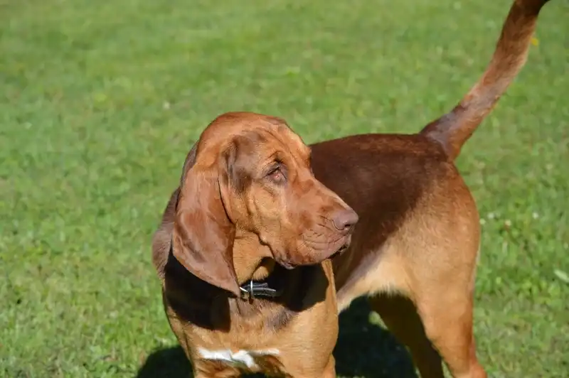 Bloodhound 
