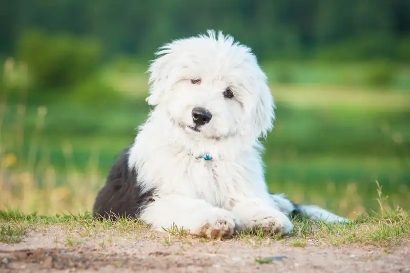 Bobtail