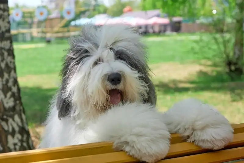 Bobtail