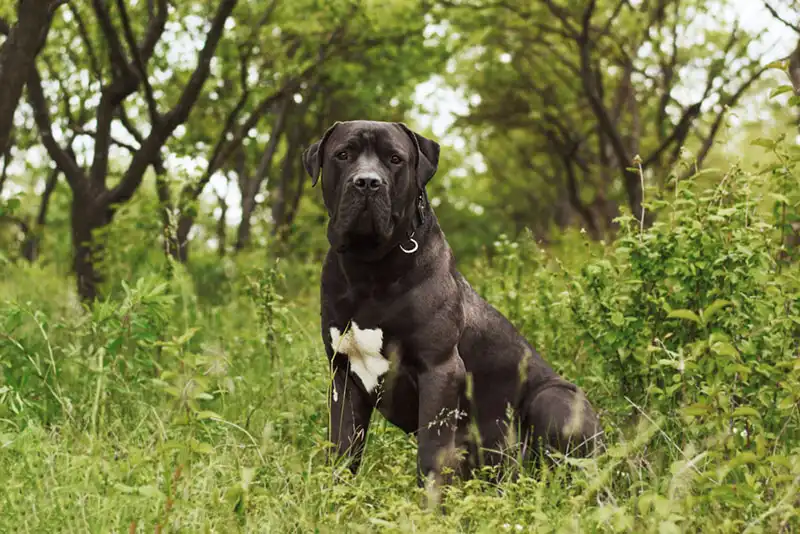 Boerboel 
