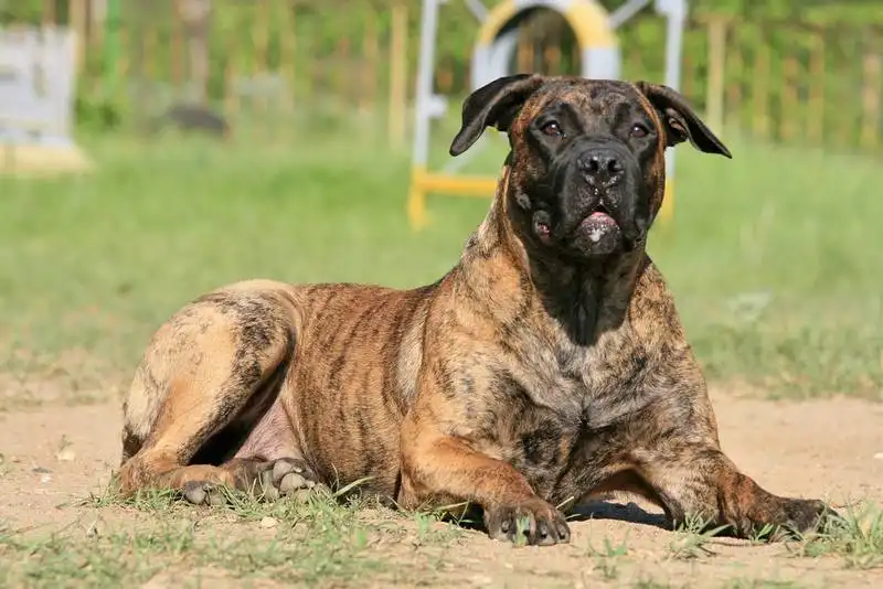 Boerboel