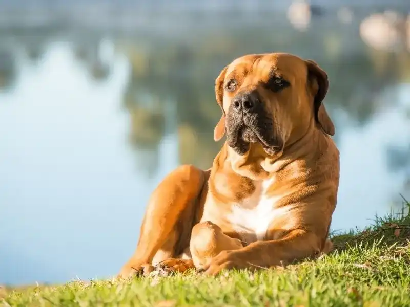 Boerboel