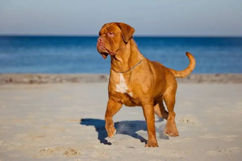 Bordeaux dog