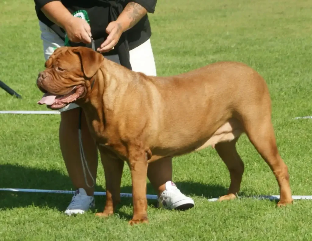 Bordeaux dog 