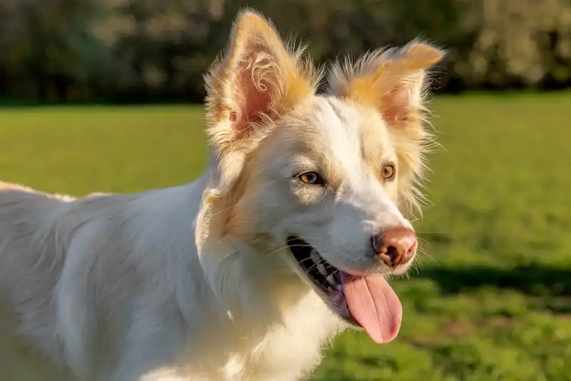 Border Collie