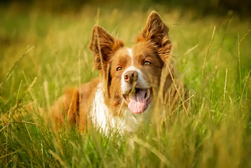 Border Collie 