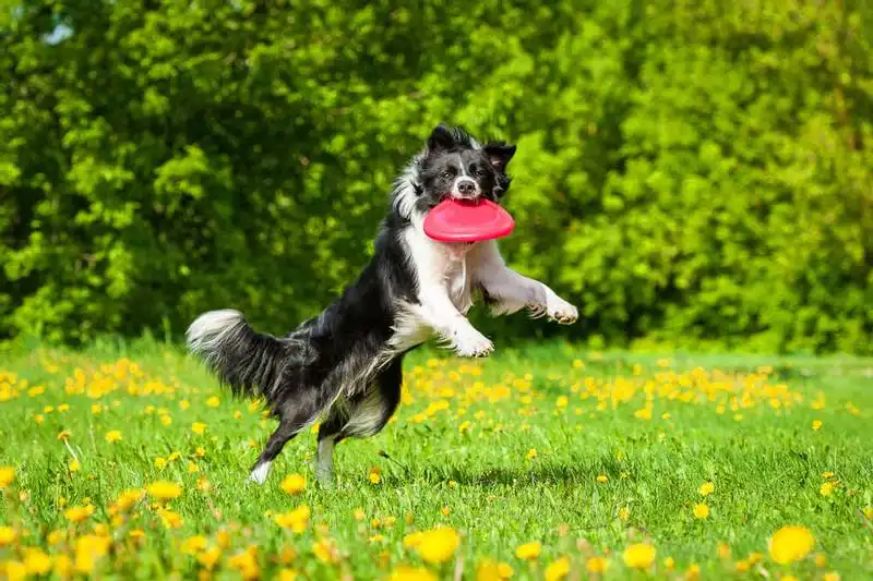 Border Collie