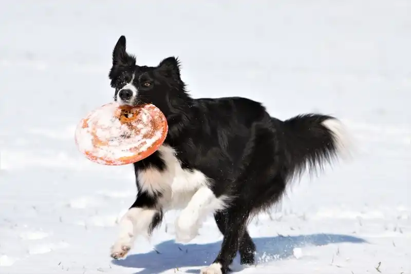 Border Collie