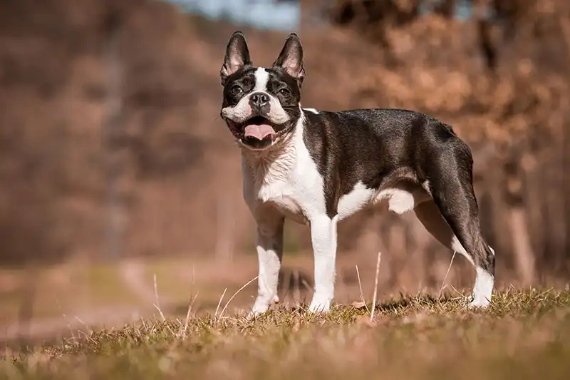 Boston Terrier