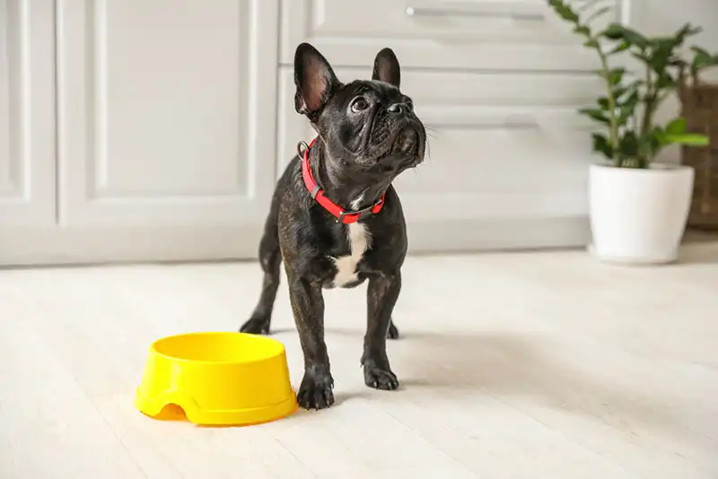 Boston Terrier