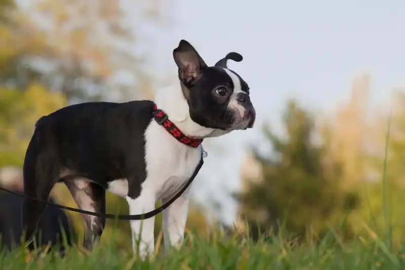 Boston Terrier and French Bulldog