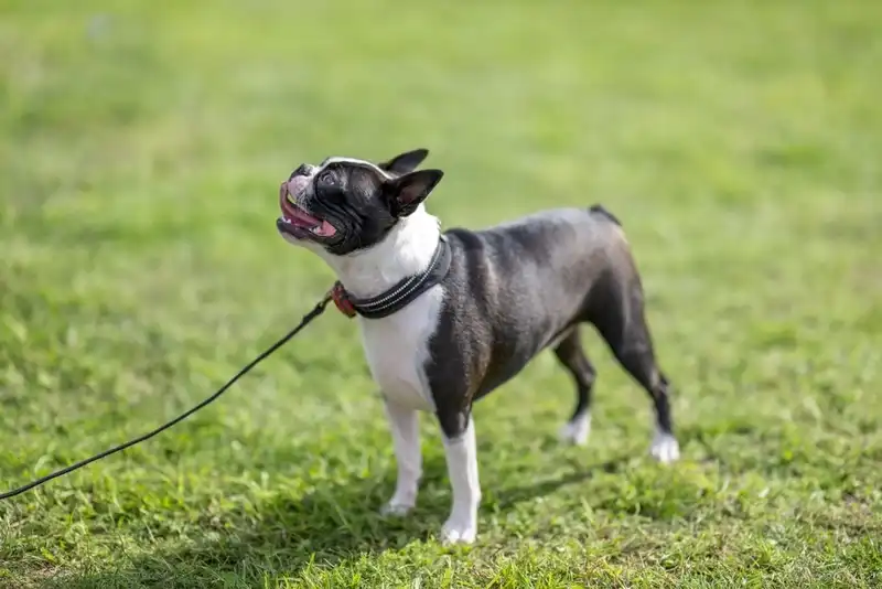 Boston Terrier and French Bulldog