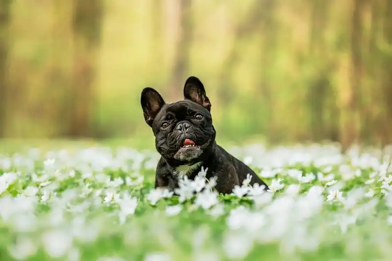 Boston Terrier and French Bulldog