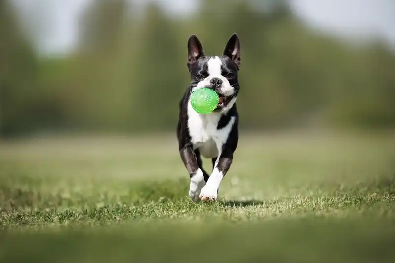 Boston Terrier and French Bulldog