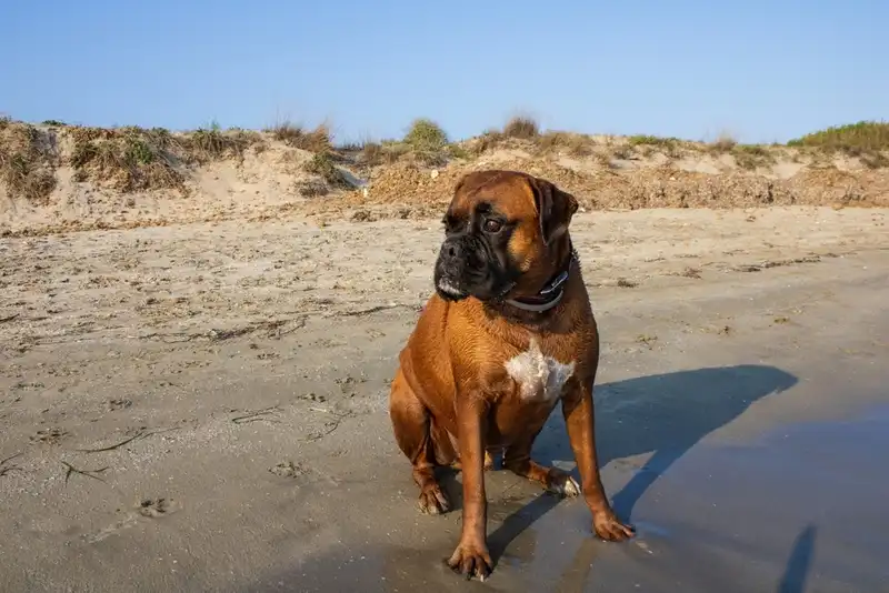 Boxer