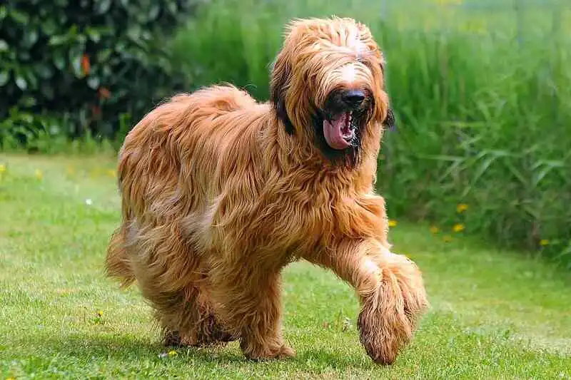 Briard