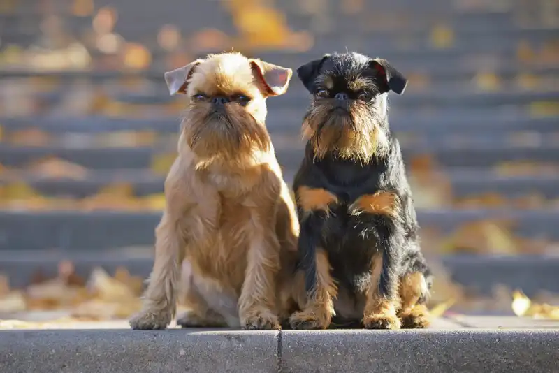 Brussels Griffon 