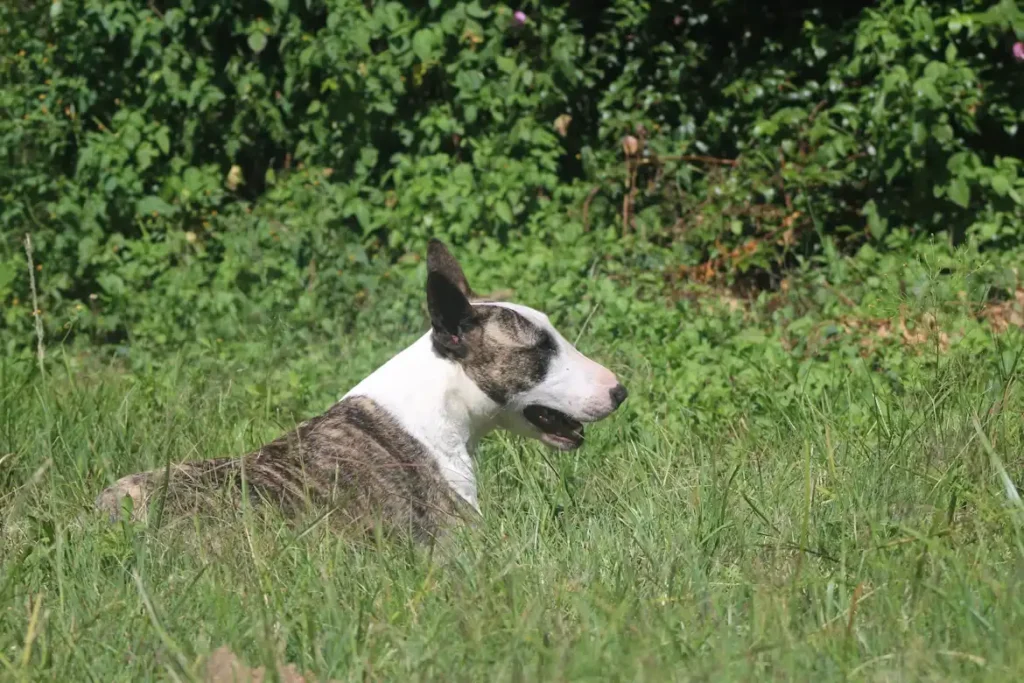 Bull Terrier .