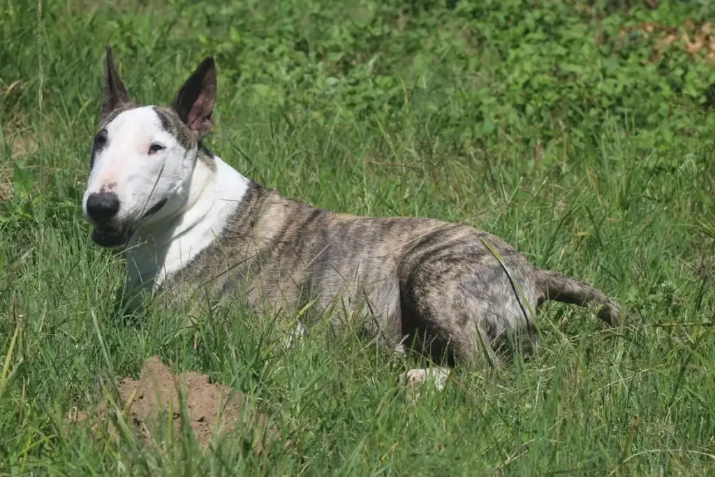 Bull Terrier 