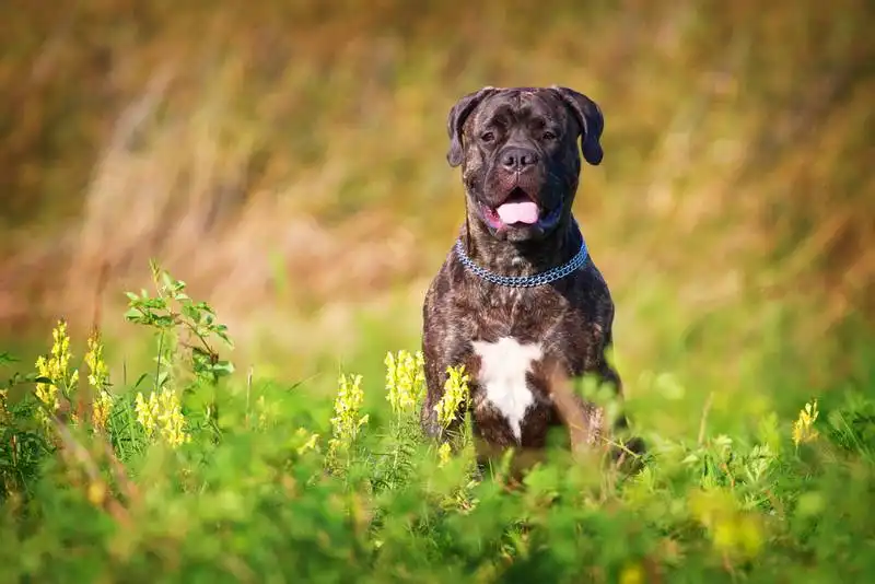 Bullmastiff