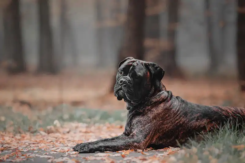 Bullmastiff 