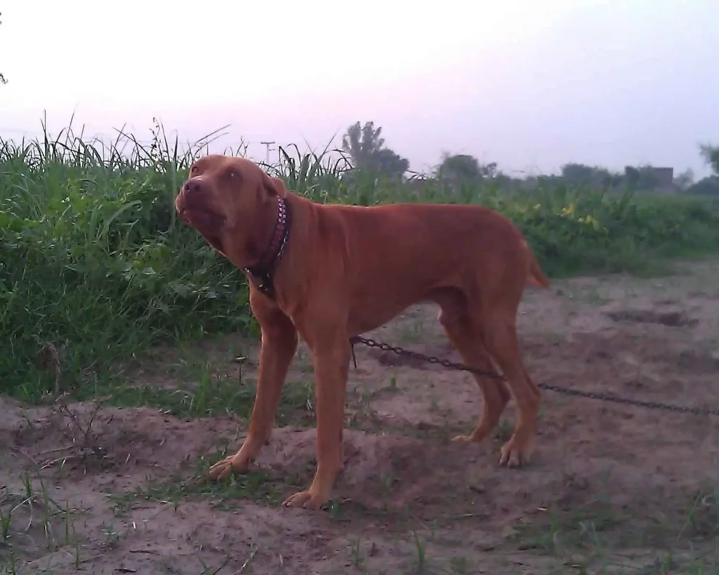 Bully Kutta