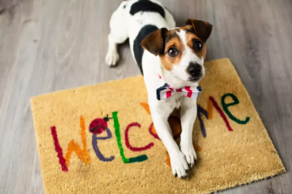 Buying A Puppy