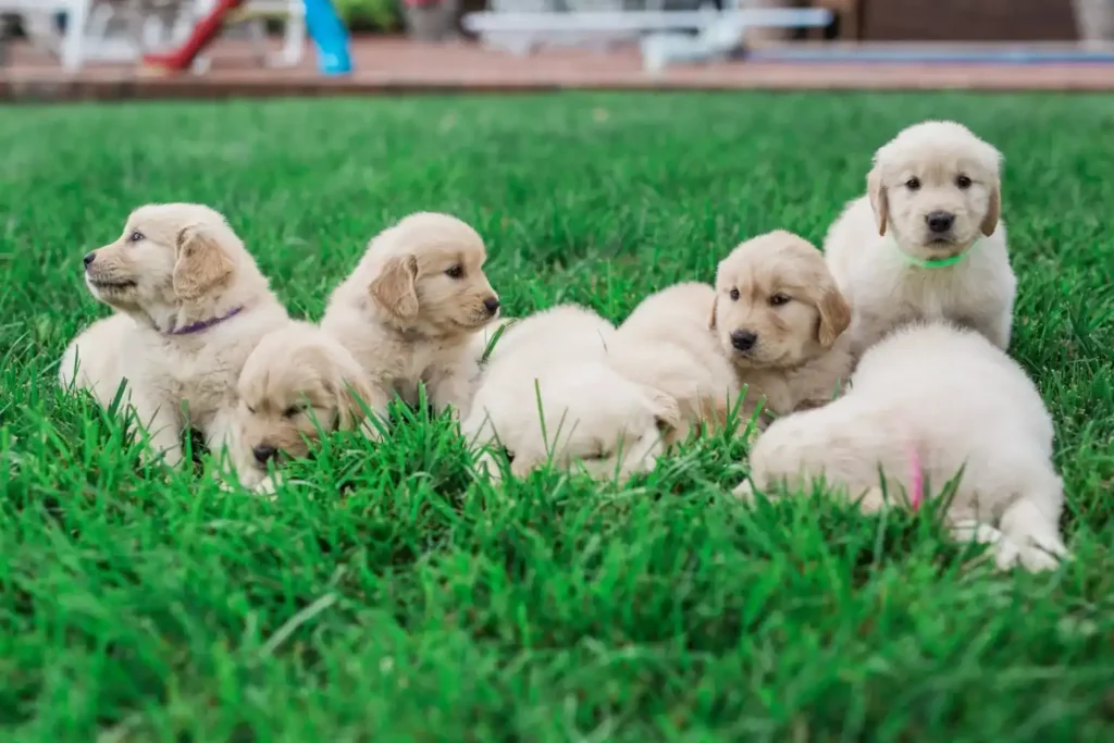 Buying A Puppy