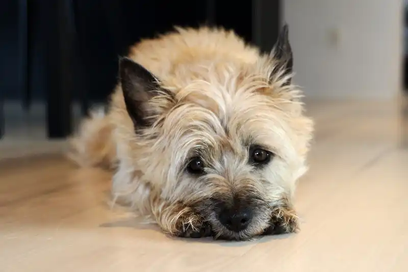 Cairn Terrier