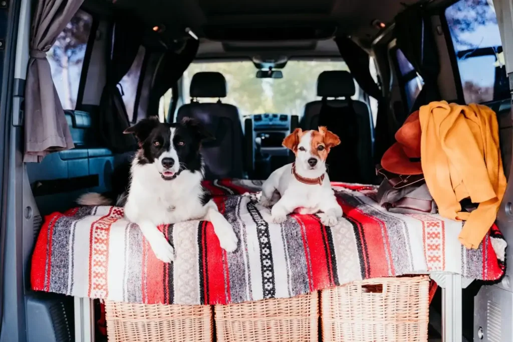 Camping with a dog