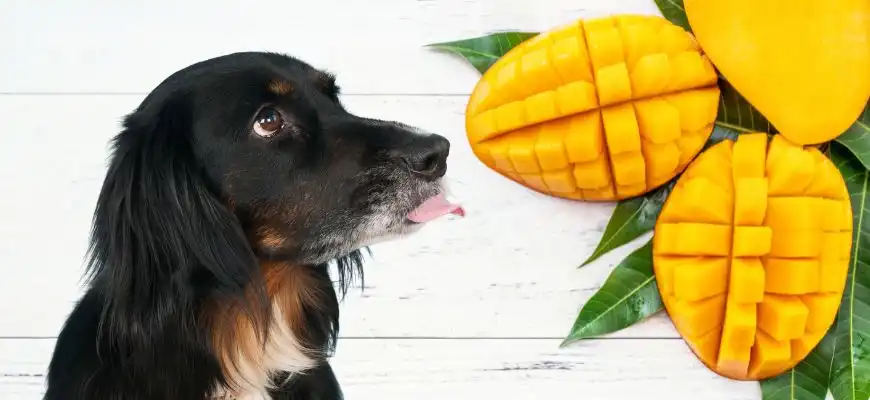 Can Dogs Eat Mangoes