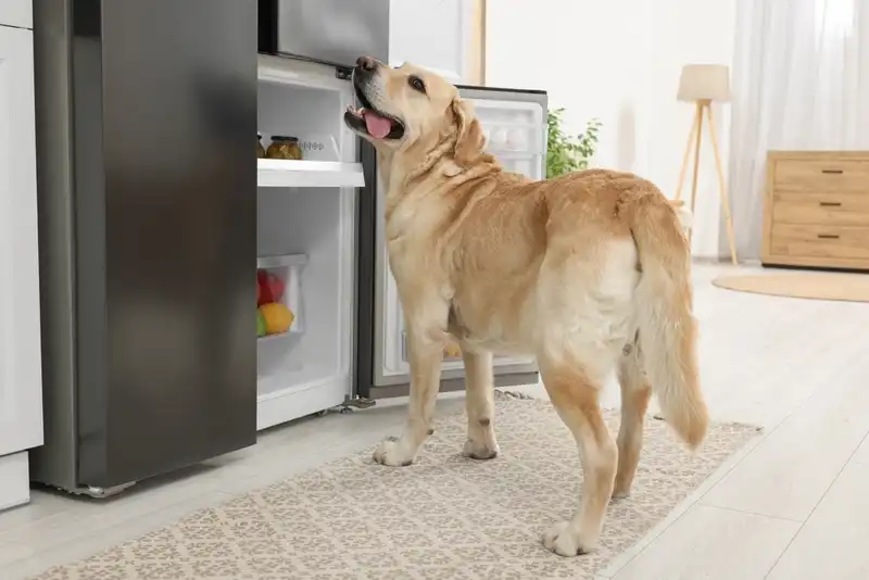 Can dogs eat