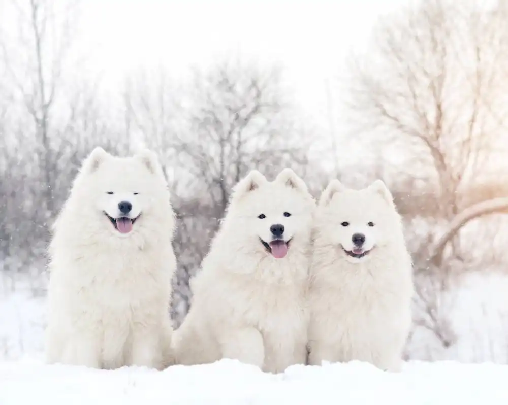 Can dogs smile