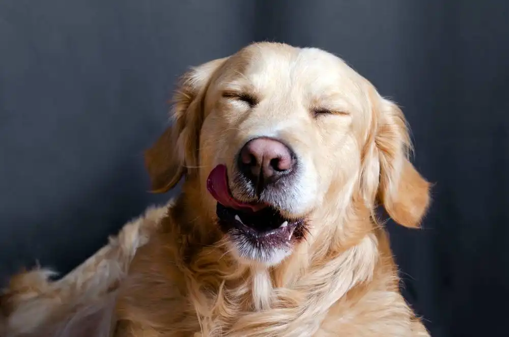 Can dogs
