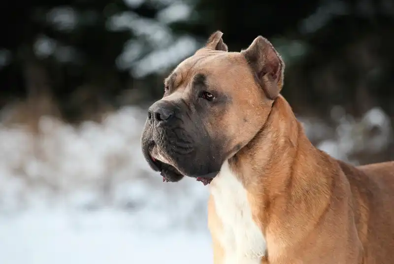 Cane Corso 