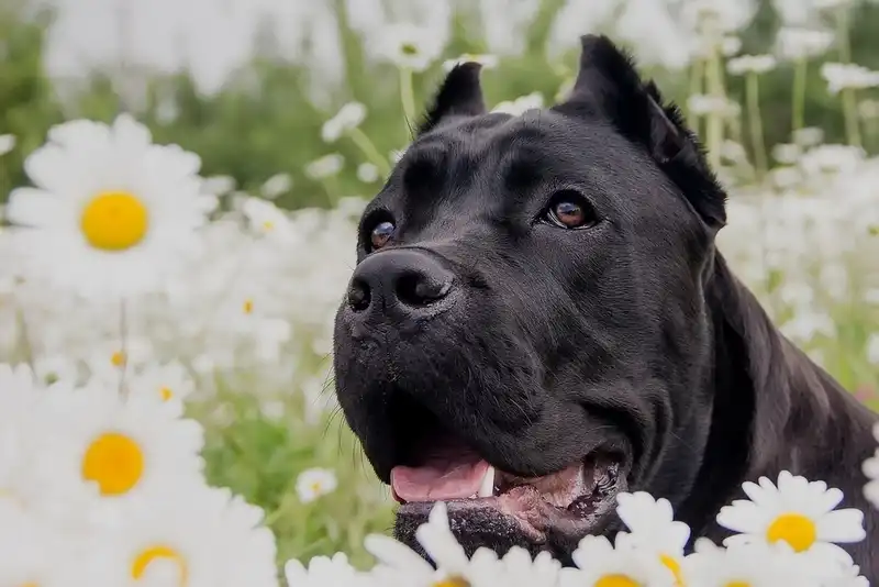 Cane Corso