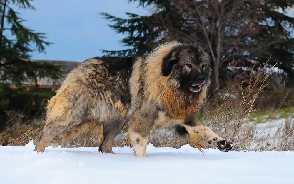 Caucasian Shepherd Dog 