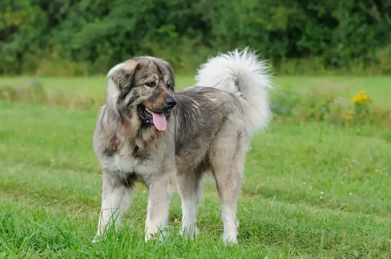 Caucasian Shepherd Dog 