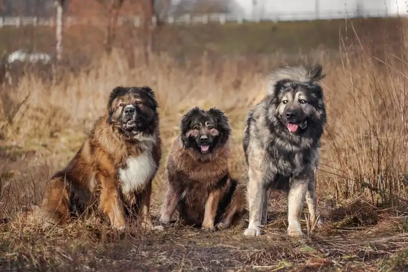 Caucasian Shepherd Dog
