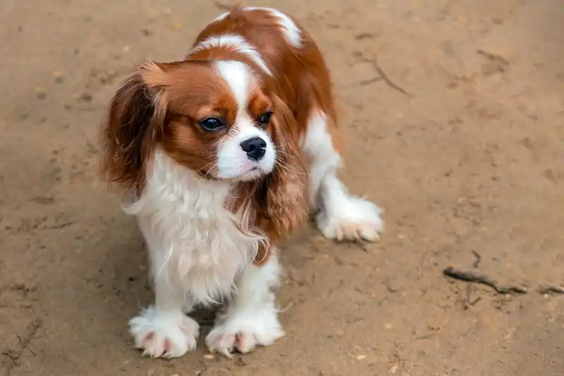 Cavalier King Charles Spaniel