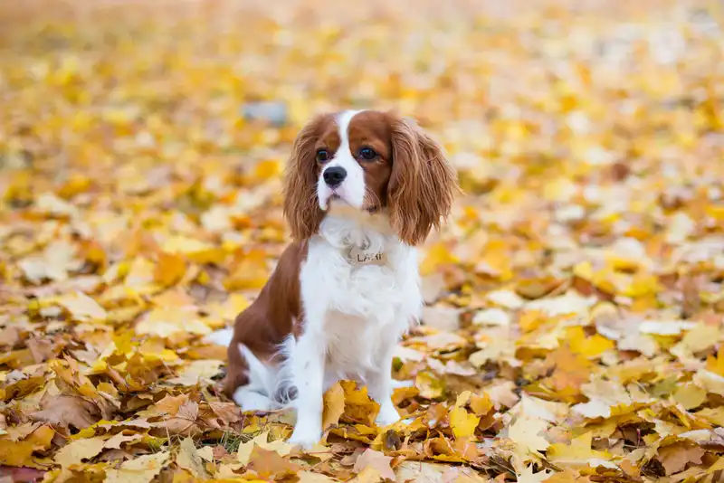 Cavalier King Charles Spaniel 