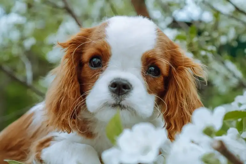 Cavalier King Charles Spaniel
