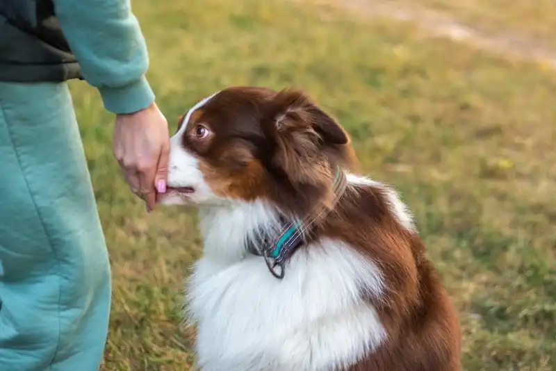 Cheer Up and Please Your Dog