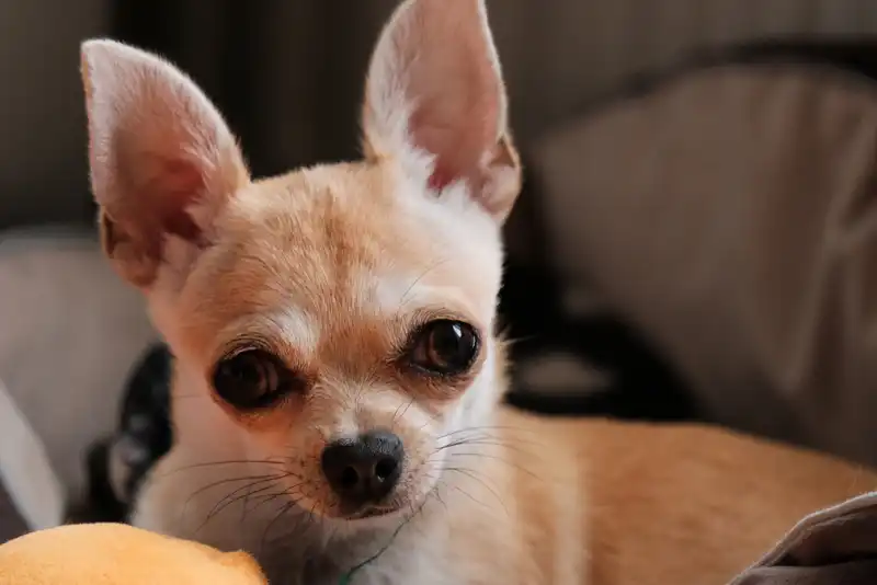 Chihuahua