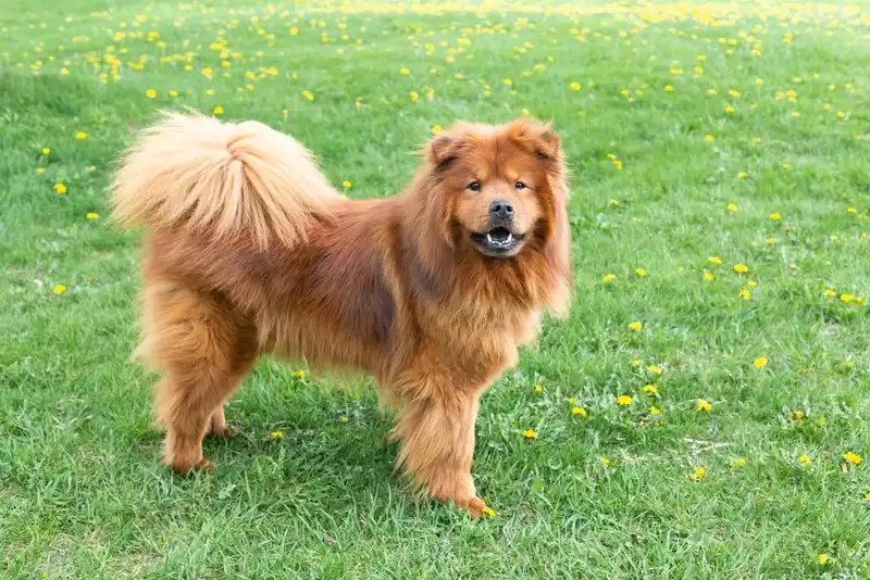 Chow Chow 