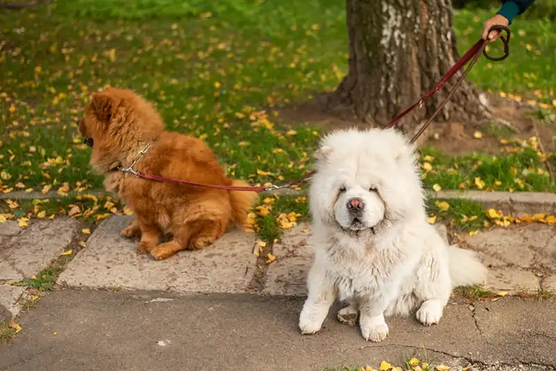 Chow Chow