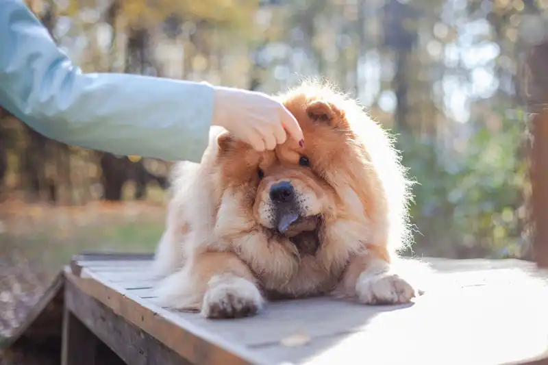 Chow Chow