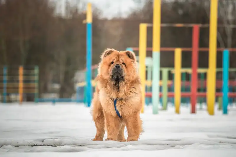 Chow Chow