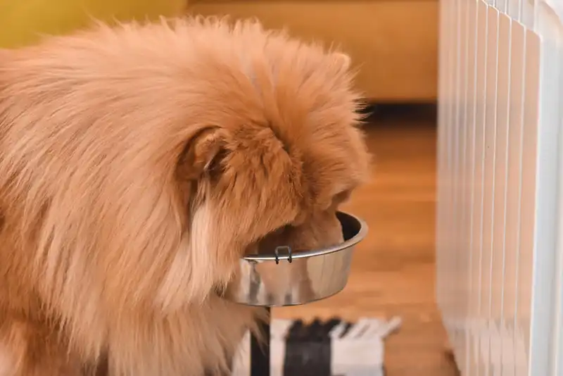 Chow Chow