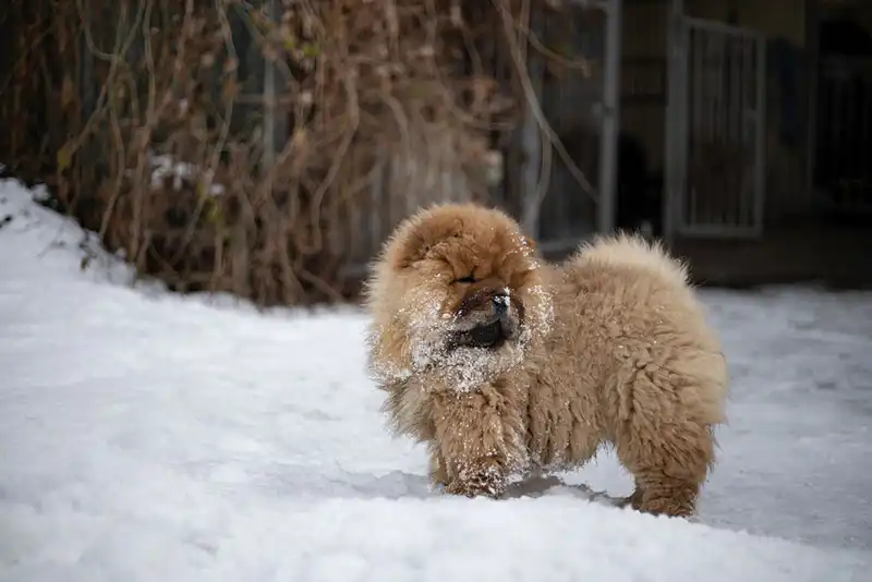 Chow Chow